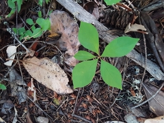 Lysimachia latifolia