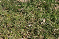Romulea flava