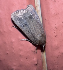 Amphipyra tragopoginis