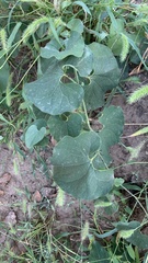 Aristolochia clematitis
