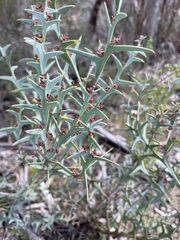 Daviesia pectinata