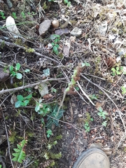Goodyera oblongifolia