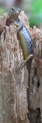 Concinnia tenuis