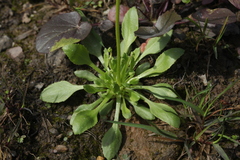Androsace filiformis
