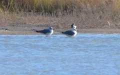 Chroicocephalus cirrocephalus poiocephalus