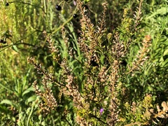 Lepidium bonariense