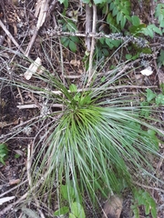 Xerophyllum tenax