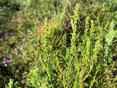 Lepidium bonariense