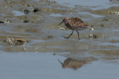 Calidris ferruginea