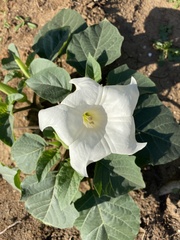 Datura
