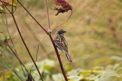 Emberiza fucata