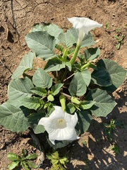 Datura