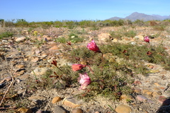 Monsonia speciosa