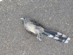 Phaenicophaeus viridirostris