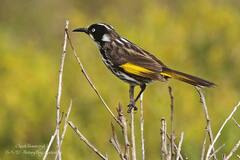 Phylidonyris novaehollandiae