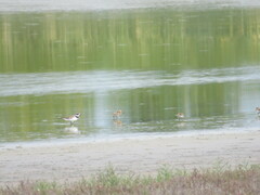 Charadrius hiaticula