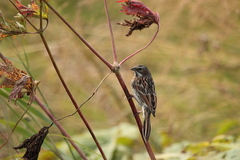 Emberiza fucata
