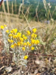 Galatella