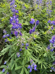 Lupinus latifolius