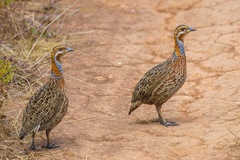 Scleroptila levaillantii