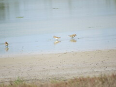 Calidris minuta