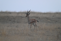 Gazella bennettii