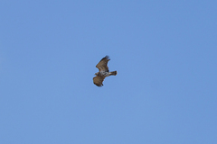 Circaetus pectoralis