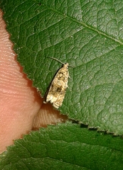 Syricoris lacunana