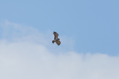 Circaetus pectoralis