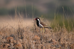 Vanellus indicus