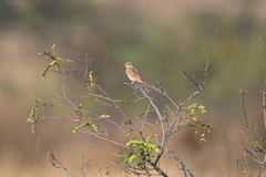 Mirafra erythroptera