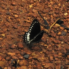 Papilio dravidarum