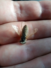 Insecta
