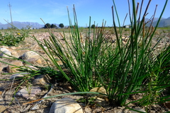 Trachyandra chlamydophylla