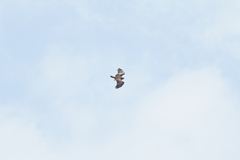 Circaetus pectoralis