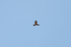 Circaetus pectoralis