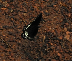 Papilio dravidarum