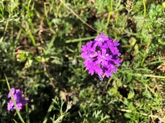 Glandularia aristigera