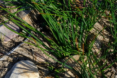 Trachyandra chlamydophylla