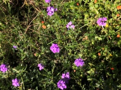 Glandularia aristigera