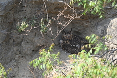 Bubo bengalensis