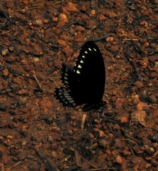 Papilio dravidarum