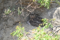 Bubo bengalensis