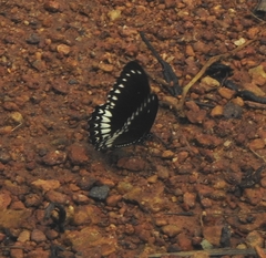 Papilio dravidarum