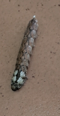 Acherontia atropos