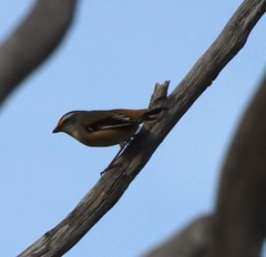 Pardalotus striatus