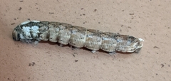 Acherontia atropos