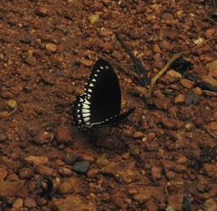 Papilio dravidarum