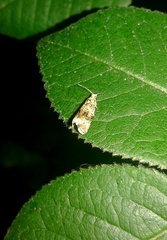 Syricoris lacunana