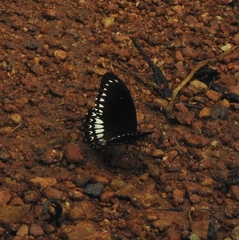 Papilio dravidarum